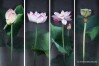 Lotus Flowers in Chinese Silk Embroidery Art