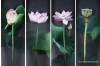 Lotus Flowers in Chinese Silk Embroidery Art