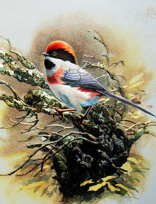 Redstart bird chinese silk embroidery