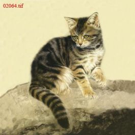 EM02064