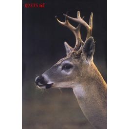 EM02575
