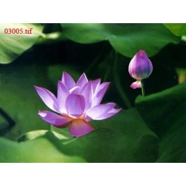EM03005