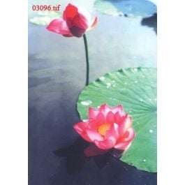 EM03096