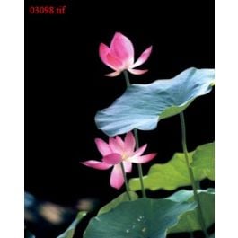EM03098