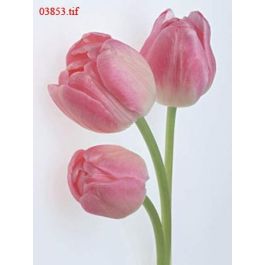 EM03853