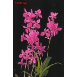 EM03896