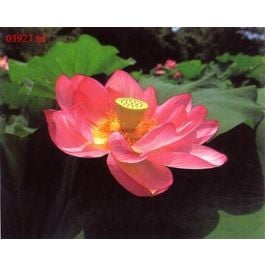 EM03927