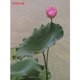 EM03954
