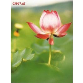EM03967