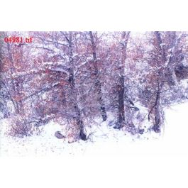 EM04981