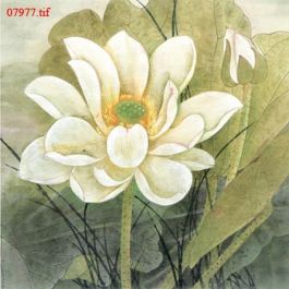 EM07977